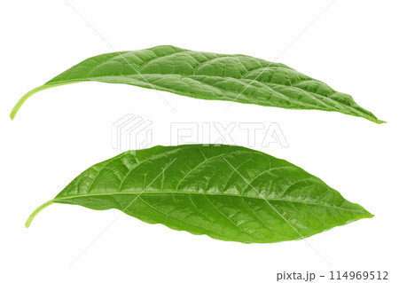 Leaf of avocado isolated on white background. Top view. Flat lay 114969512