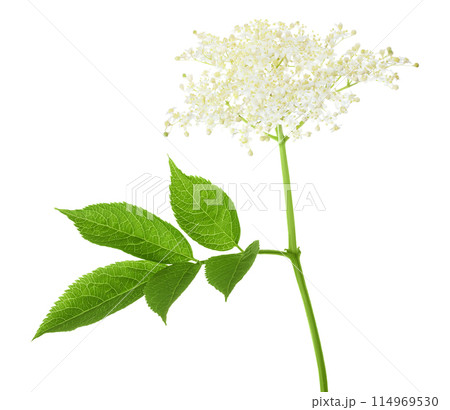 Elderberry flower or Sambucus nigra isolated on a white background. 114969530