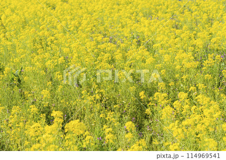 満開の菜の花と青い空　春の菜の花畑 114969541
