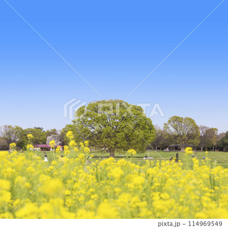 菜の花畑と青い空 菜の花　大きな樹　大木　春　花　新緑　菜の花畑　花畑　菜花畑　春イメージ 114969549