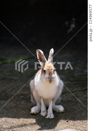 エゾユキウサギ　（札幌市円山動物園） 114969577