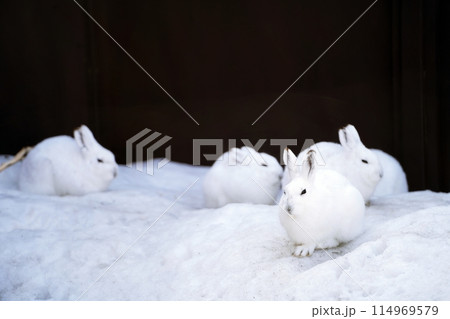 エゾユキウサギ　（札幌市円山動物園） 114969579