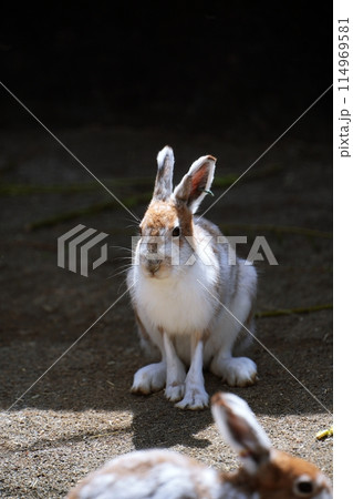 エゾユキウサギ　（札幌市円山動物園） 114969581