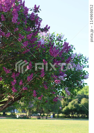 bushes of blooming lilac in city, beautiful purple flowering trees in park or in meadow 114969852