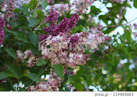 bushes of blooming lilac in city, beautiful purple flowering trees in park or in meadow 114969863
