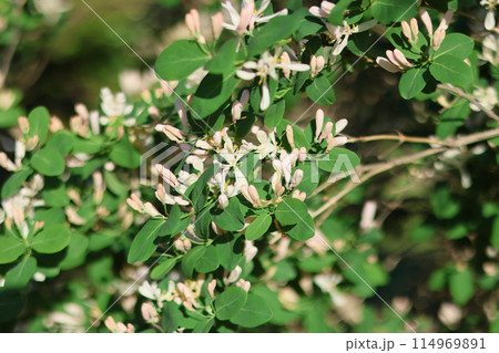 white bushes blooming in city, beautiful flowering trees in park or in meadow white bushes blooming in city, beautiful flowering trees in park or in meadow 114969891