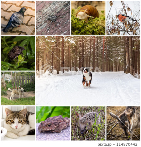 Collage with animals Collage with animals 114970442