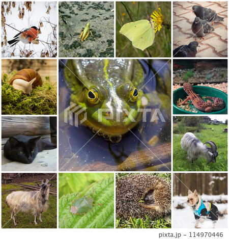 Collage with animals Collage with animals 114970446