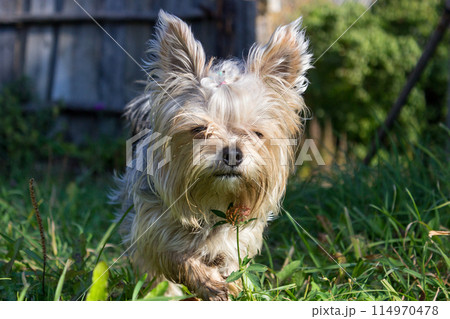 Yorkshire Terrier Yorkshire Terrier 114970478