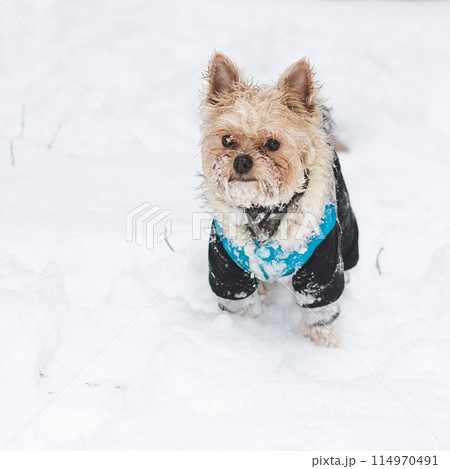 Yorkshire Terrier Yorkshire Terrier 114970491