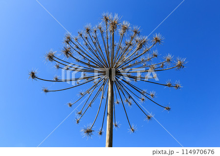 Sosnowsky's hogweed, Heracleum sosnowskyi. Dry inflorescences of hogweed plants on a blue background 114970676