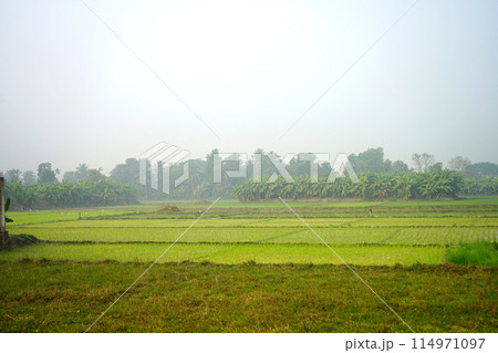 Fresh Nature with Green Paddy Field 114971097