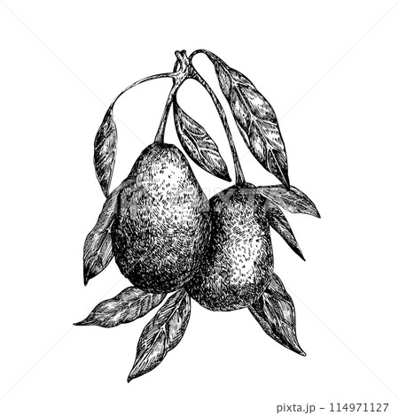 Avocado hass on a branch graphic vector illustration, hand drawn sketch of vegetable, leaves. Botanical drawing of tropical fruit. Engraving for food packaging design. Plant sketch 114971127