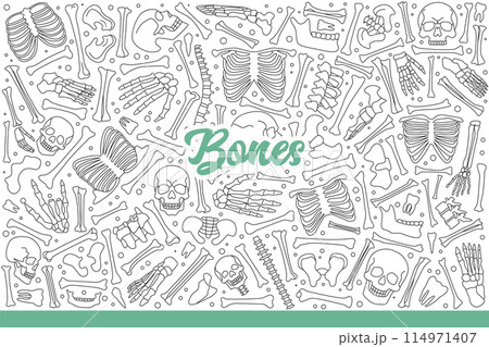 Bones of dead person or skeleton taken apart piece by piece to study anatomy. Hand drawn doodle 114971407