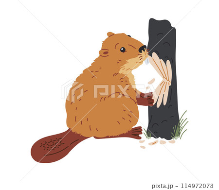 Cute beaver chewing wood flat vector illustration, cartoon wild animal eating tree trunk isolated fauna design 114972078