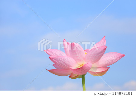 蓮 4 青空に映える蓮の花 蓮 4 青空に映える蓮の花 114972191
