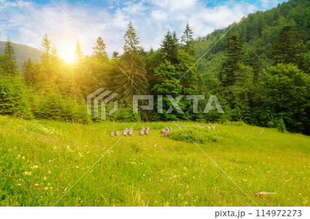 Slopes of mountains, coniferous trees and and bee hives in apiary. Picturesque and gorgeous scene. Slopes of mountains, coniferous trees and and bee hives in apiary. Picturesque and gorgeous scene. 114972273
