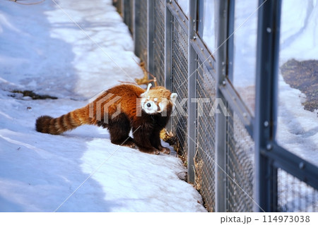 レッサーパンダ　(札幌市円山動物園) 114973038