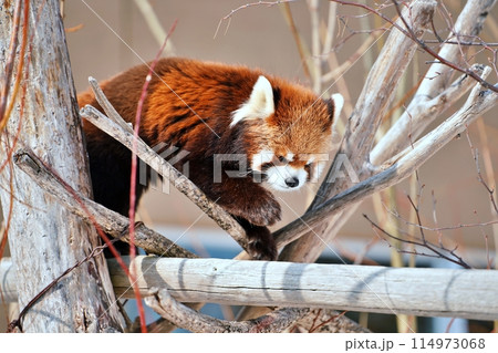 レッサーパンダ (札幌市円山動物園) レッサーパンダ (札幌市円山動物園) 114973068