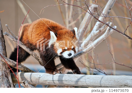 レッサーパンダ (札幌市円山動物園) レッサーパンダ (札幌市円山動物園) 114973070