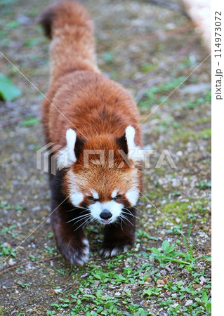 レッサーパンダ　(札幌市円山動物園) 114973072