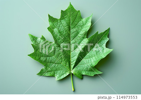 Green leaf with veins and a stem. Symbol of Day Earth Green leaf with veins and a stem. Symbol of Day Earth 114973553
