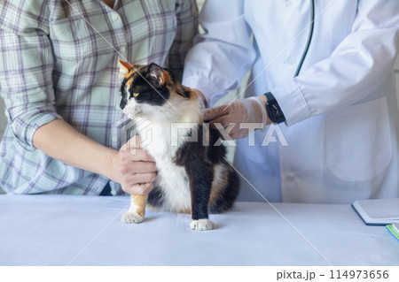 Doctor listens to lungs of pet cat with guardian . 114973656
