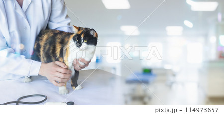 Doctor with a cat on a table on a blurred background. Doctor with a cat on a table on a blurred background. 114973657