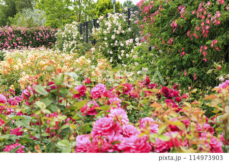 松阪農業公園ベルファーム　バラ満開のイングリッシュガーデン 114973903