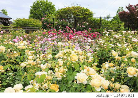松阪農業公園ベルファーム　バラ満開のイングリッシュガーデン 114973911