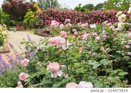 松阪農業公園ベルファーム　バラ満開のイングリッシュガーデン 114973914
