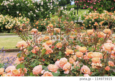 松阪農業公園ベルファーム　バラ満開のイングリッシュガーデン 114973915