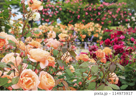 松阪農業公園ベルファーム　バラ満開のイングリッシュガーデン 114973917
