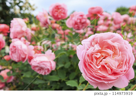 松阪農業公園ベルファーム　バラ満開のイングリッシュガーデン 114973919