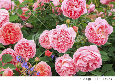 松阪農業公園ベルファーム　バラ満開のイングリッシュガーデン 114973923
