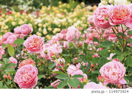 松阪農業公園ベルファーム バラ満開のイングリッシュガーデン 松阪農業公園ベルファーム バラ満開のイングリッシュガーデン 114973924