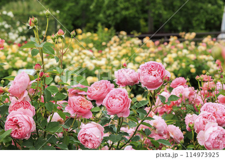 松阪農業公園ベルファーム　バラ満開のイングリッシュガーデン 114973925