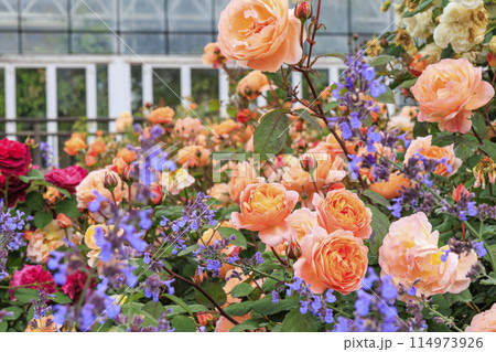 松阪農業公園ベルファーム　バラ満開のイングリッシュガーデン 114973926