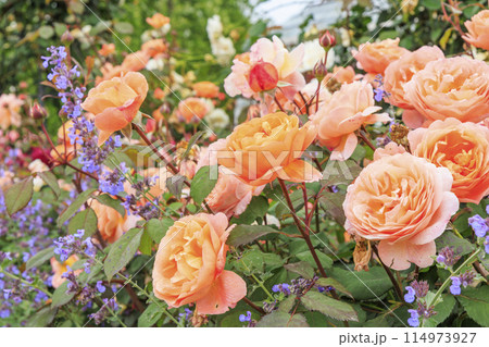 松阪農業公園ベルファーム　バラ満開のイングリッシュガーデン 114973927