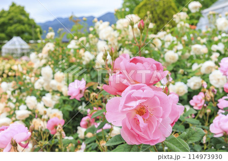 松阪農業公園ベルファーム　バラ満開のイングリッシュガーデン 114973930