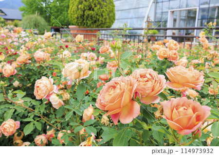 松阪農業公園ベルファーム　バラ満開のイングリッシュガーデン 114973932