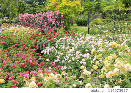 松阪農業公園ベルファーム　バラ満開のイングリッシュガーデン 114973937
