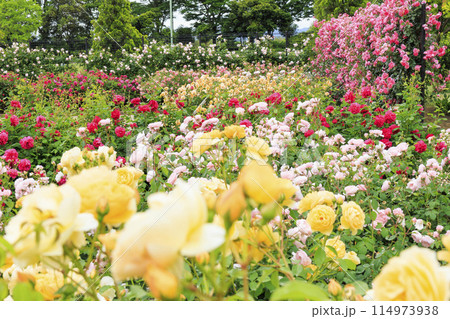 松阪農業公園ベルファーム　バラ満開のイングリッシュガーデン 114973938