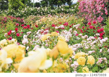 松阪農業公園ベルファーム バラ満開のイングリッシュガーデン 松阪農業公園ベルファーム バラ満開のイングリッシュガーデン 114973939