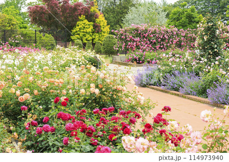 松阪農業公園ベルファーム　バラ満開のイングリッシュガーデン 114973940