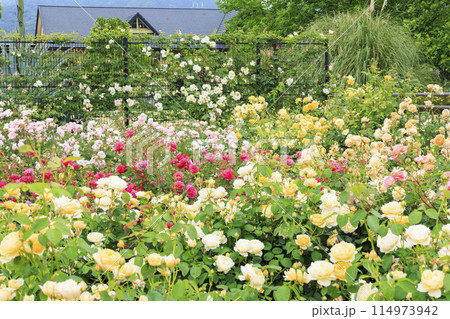 松阪農業公園ベルファーム　バラ満開のイングリッシュガーデン 114973942