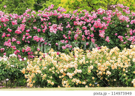 松阪農業公園ベルファーム バラ満開のイングリッシュガーデン 松阪農業公園ベルファーム バラ満開のイングリッシュガーデン 114973949