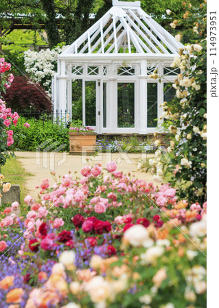 松阪農業公園ベルファーム　バラ満開のイングリッシュガーデン 114973951