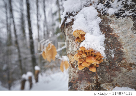 Flammulina velutipes 114974115