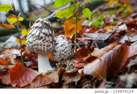 Coprinopsis picacea 114974124